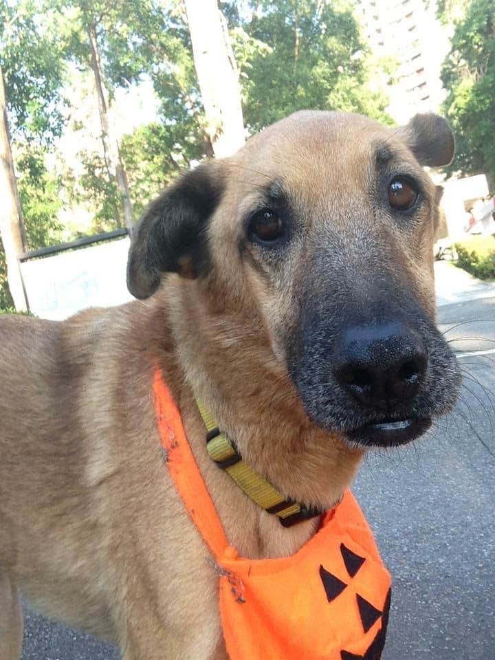 北護校犬-優漢